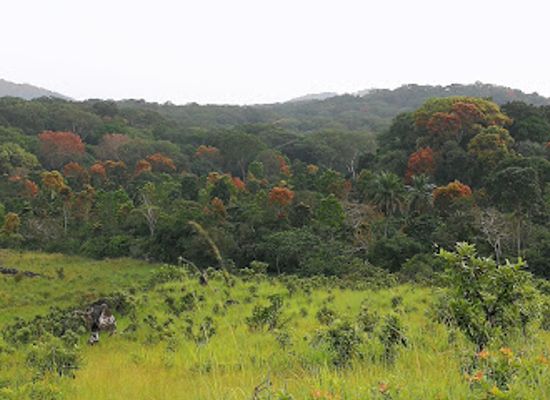 gabon/lope-national-park-area/shop/lope-national-park-entrance