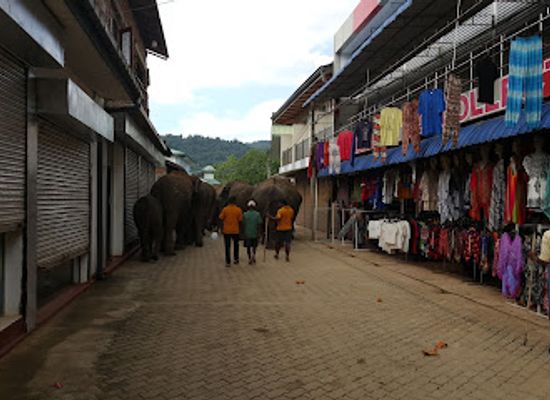 sri-lanka/pinnawala-elephant-orphanage/shop/pinnawala-elephant-orphanage