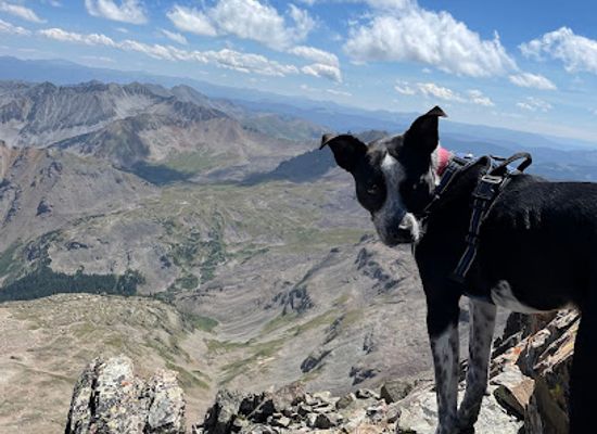 colorado/roaring-fork-valley/shop/rj-paddywacks-pet-outfitter