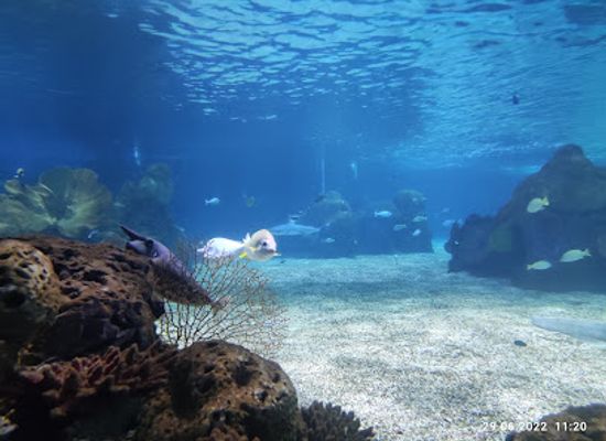 israel/judea/shop/israel-aquarium