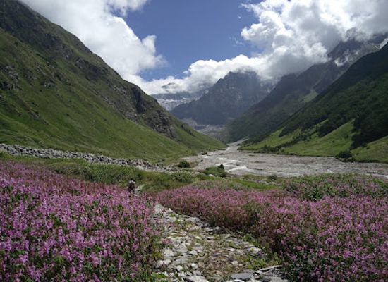 india/valley-of-flowers-national-park/shop/valley-of-flowers-national-park