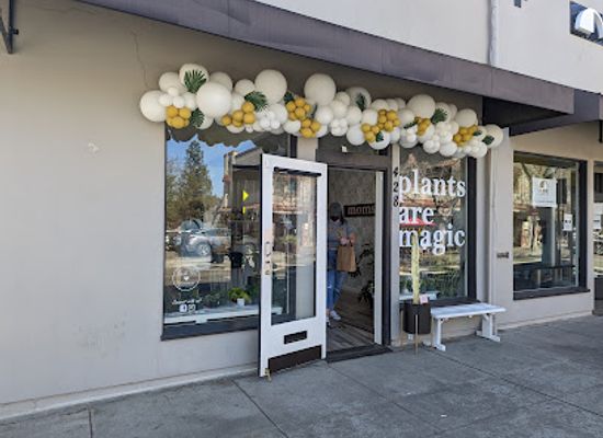 california/campbell/shop/momstera-lounge
