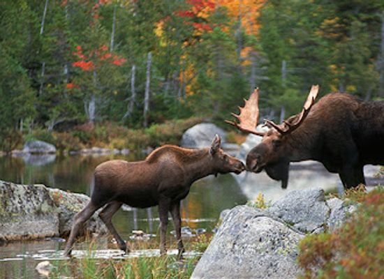 maine/mount-katahdin/shop/moose-prints-gallery-and-gifts