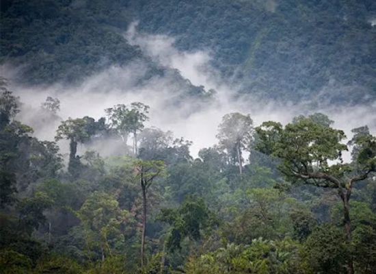 gabon/minkebe-national-park/shop/minkebe-national-park