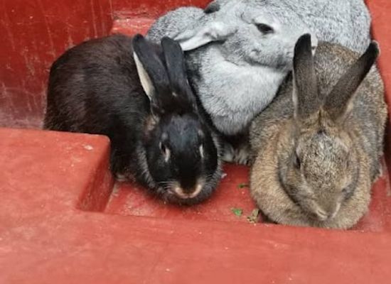 zimbabwe/midlands/shop/prime-rabbits-zimbabwe