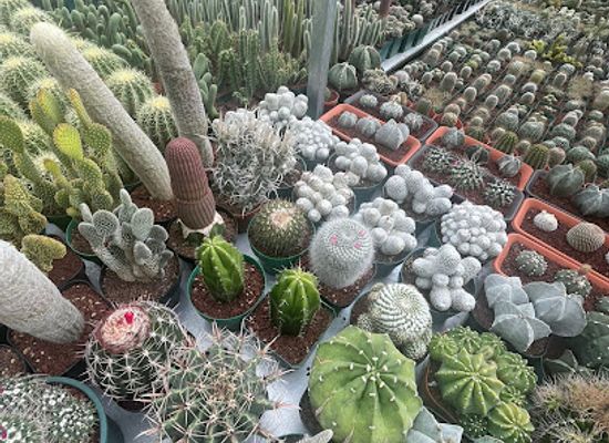 el-salvador/lake-coatepeque/shop/cactus-primavera