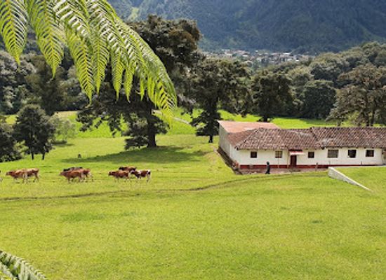 guatemala/ixil-triangle/shop/finca-mil-amores