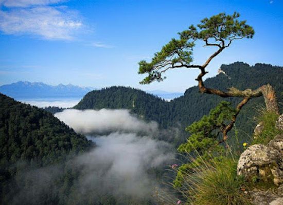 poland/pieniny-mountains/shop/pieninski-park-narodowy