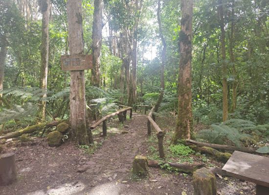 ecuador/carchi-region/shop/bosque-de-los-arrayanes-cuba