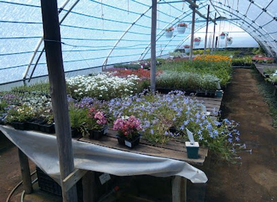 south-africa/drakensberg/shop/heritage-plants-underberg