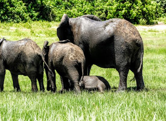 botswana/chobe-district/shop/chobe-national-park