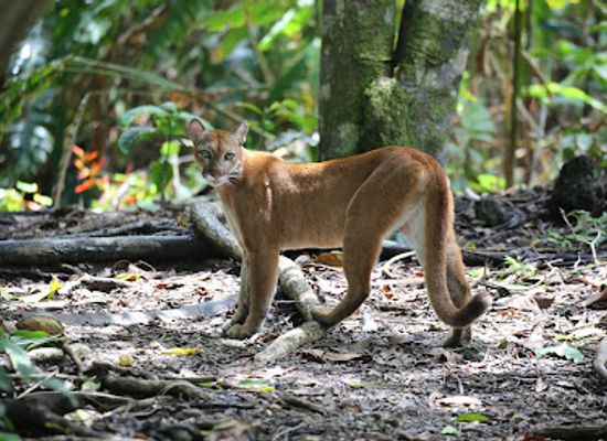 costa-rica/brunca-region/shop/corcovado-national-park-sirena-and-san-pedrillo-ranger-station