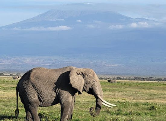 kenya/amboseli-national-park/shop/amboseli-national-park