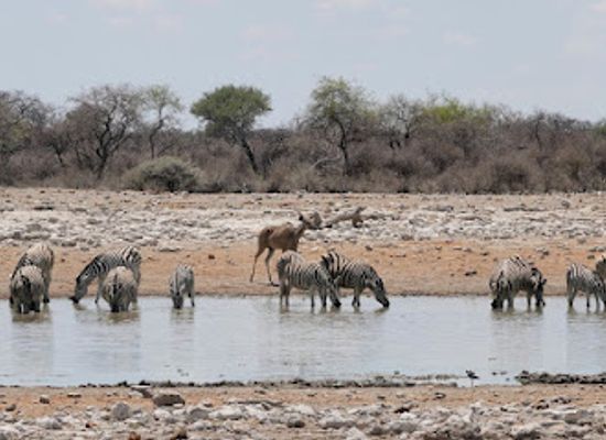 namibia/etosha-national-park/shop/etosha-national-park