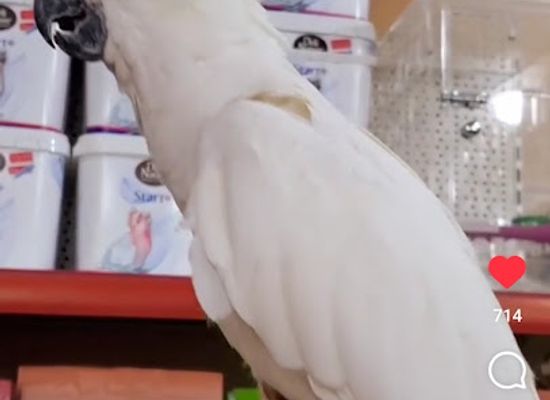 kuwait/farwaniya-governorate/shop/animalzone-kwt-shop-number-23