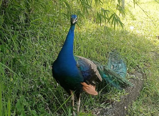 singapore/labrador-nature-reserve/shop/labrador-nature-reserve-car-park-a