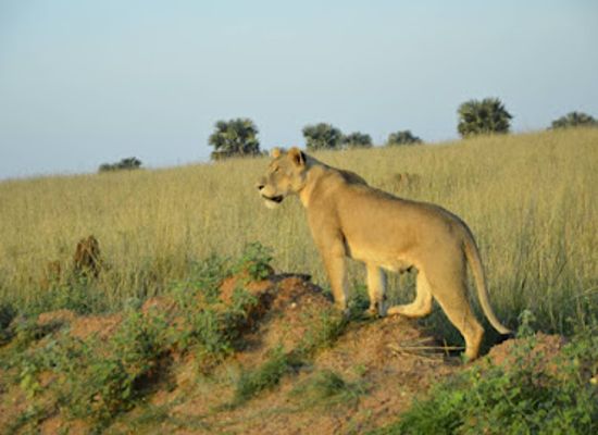 uganda/murchison-falls-national-park/shop/murchison-falls-national-park