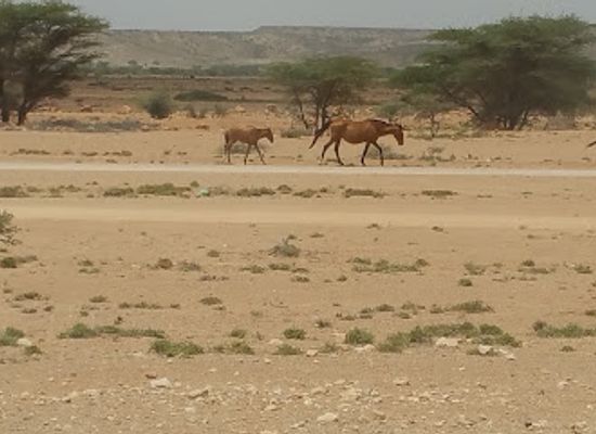 somalia/karkaar-mountains/shop/karkaar