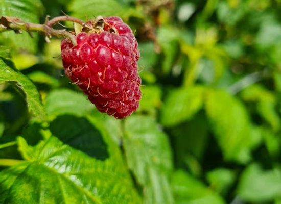 denmark/mols-bjerge/shop/mols-haven