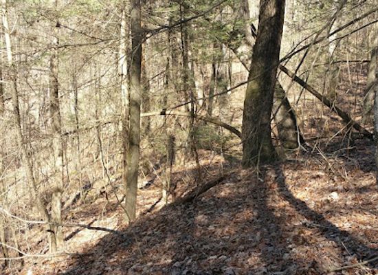 kentucky/sheltowee-trace-national-recreation-trail/shop/sheltowee-trace-trailhead-section-24-london-district