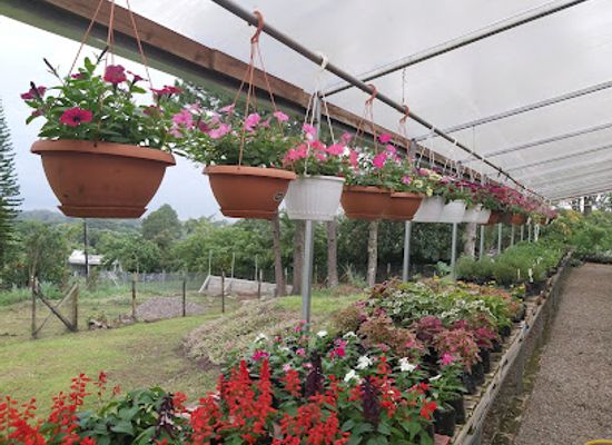 honduras/lago-de-yojoa/shop/jardines-martin