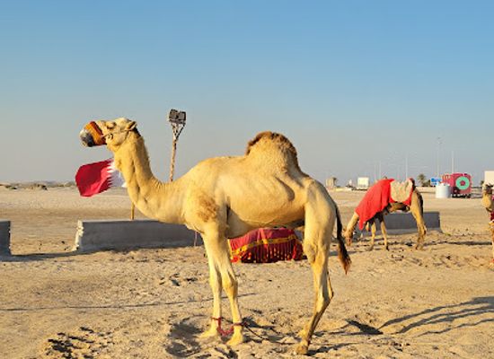 qatar/al-thakira-mangroves/shop/desert-safari-camel-ride