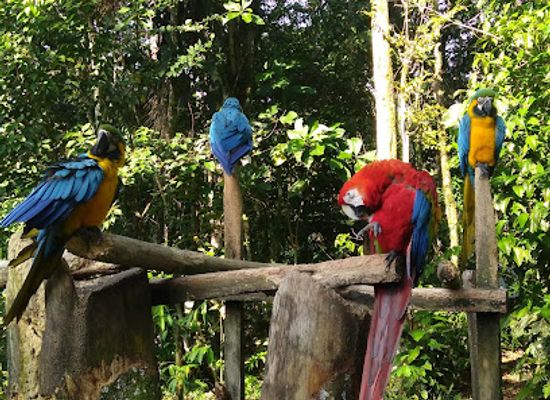 colombia/putumayo/shop/mariposario-paway