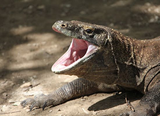 indonesia/komodo-national-park/shop/komodo-national-park-office