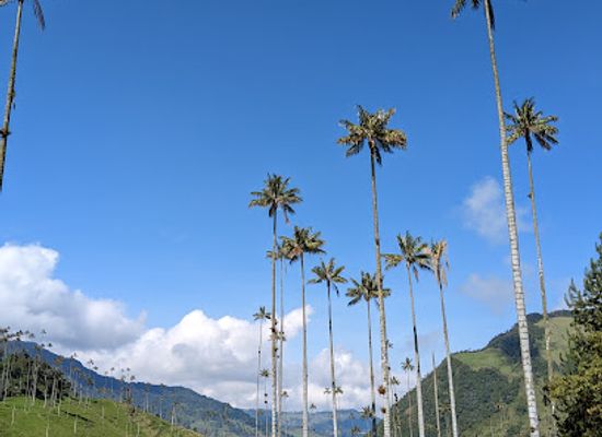 colombia/los-nevados-national-natural-park/shop/cocora-valley-trail
