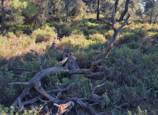 cyprus/machairas-mountains/shop/machairas-lazania-nature-trail