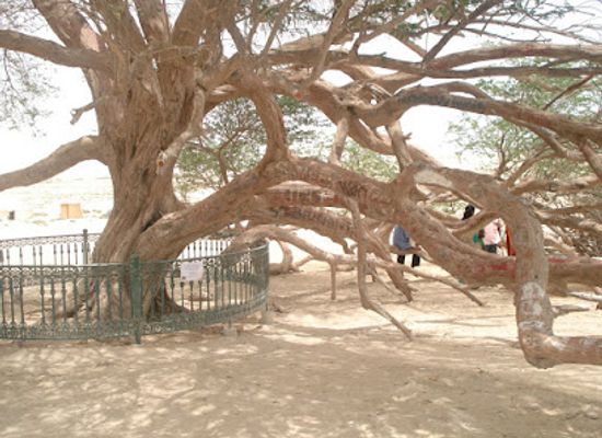 bahrain/tree-of-life/shop/tree-of-life