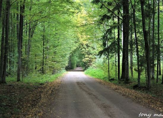 poland/białowieża-forest/shop/bialowieza-national-park