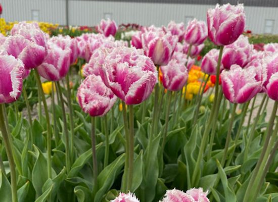 netherlands/bollenstreek/shop/tulip-store