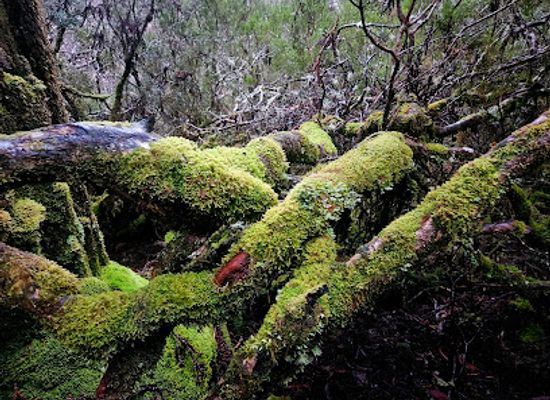 australia/cradle-mountain-lake-st-clair-national-park/shop/weindorfers-forest-walk-cradle-mountain