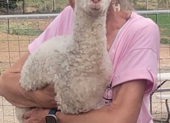 utah/capitol-reef-national-park/shop/circle-cliff-ranch-alpacas