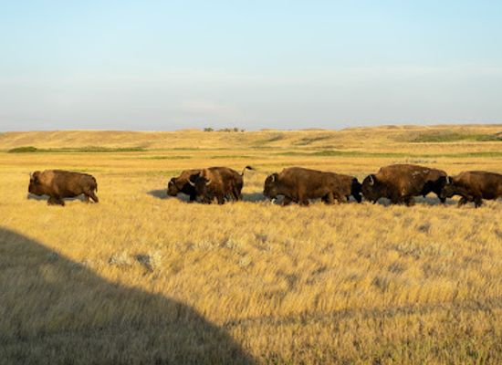canada/saskatchewan/shop/grasslands-national-park