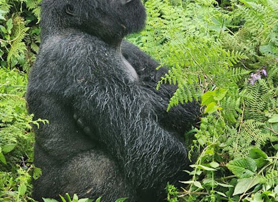 rwanda/volcanoes-national-park/shop/volcanoes-national-park