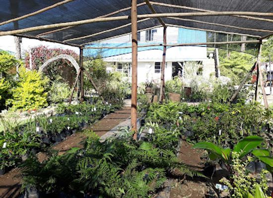 zimbabwe/bvumba-botanical-gardens/shop/hivu-nursery-cottages-camping