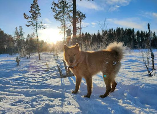 sweden/lapland/shop/camp-lapponia