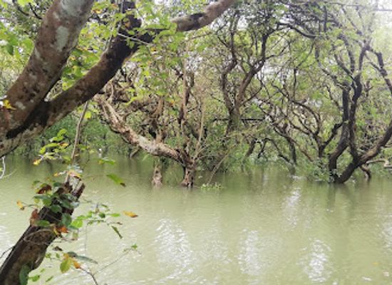 bangladesh/ratargul-swamp-forest/shop/rathargul-swamp-forest