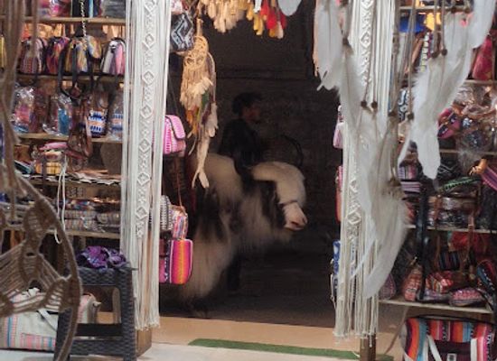 india/the-himalayas/shop/himalayan-owl