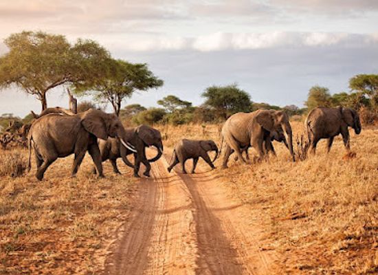 tanzania/mikumi-region/shop/mikumi-planet