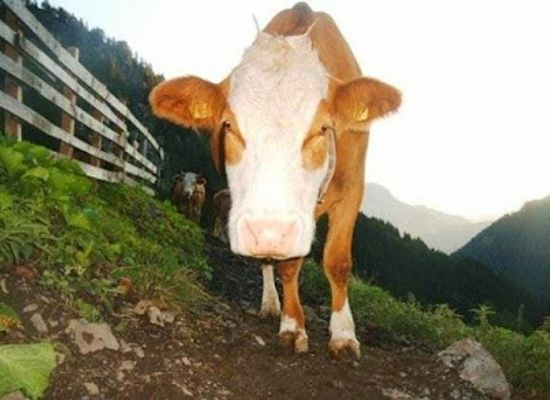 austria/gailtal/shop/gailtaler-bergladen