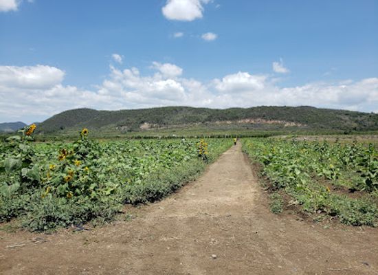 puerto-rico/guanica-dry-forest-reserve/shop/finca-el-girasol