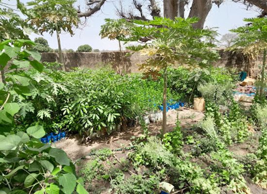 the-gambia/upper-river-region/shop/s-d-farm