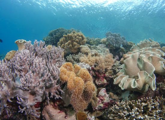 indonesia/pulau-wakatobi/shop/sulawesi-dive-trek