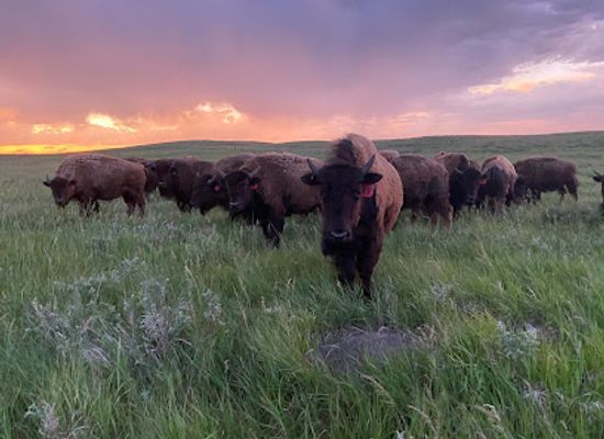 nebraska/niobrara-river-valley/shop/golden-prairie-bison