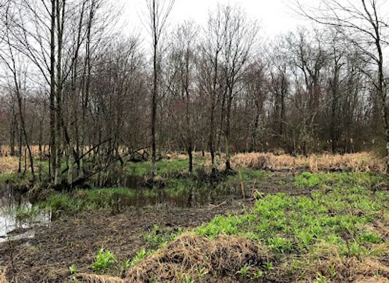 new-jersey/great-swamp-national-wildlife-refuge/shop/great-swamp-national-wildlife-refuge-wilderness-area