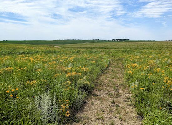 iowa/tallgrass-prairie/shop/irvine-prairie