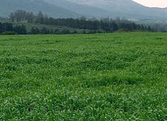 uruguay/sierra-de-las-animas/shop/alfalfa-plus